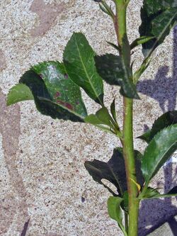 "Stemphylium vesicarium" infecting leaves of a pear tree