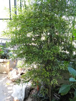 Petchia erythrocarpa - Jardin Botanique de Lyon - DSC05419.JPG
