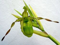 Phragmipedium reticulatum.jpg