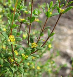 Pimelea hewardiana.jpg