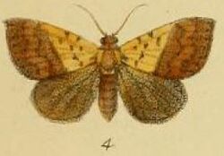 Pl.3-04-Xanthoptera allecta=Phytometra duplicalis (Walker, 1866).JPG