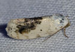 Ponometia erastrioides - Small Bird-dropping Moth (14242125635).jpg