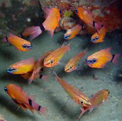 Ring-tail Cardinalfish, Apogon aureus.jpg