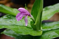 Roscoea australis 1.jpg