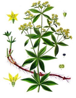 Rubia tinctorum - Köhler–s Medizinal-Pflanzen-123.jpg