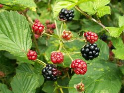 Rubus plicatus fruit kz1.jpg