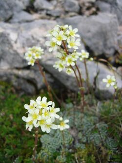 Saxifraga paniculata.jpg