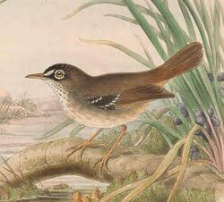 Sericornis beccarii - The Birds of New Guinea (cropped).jpg