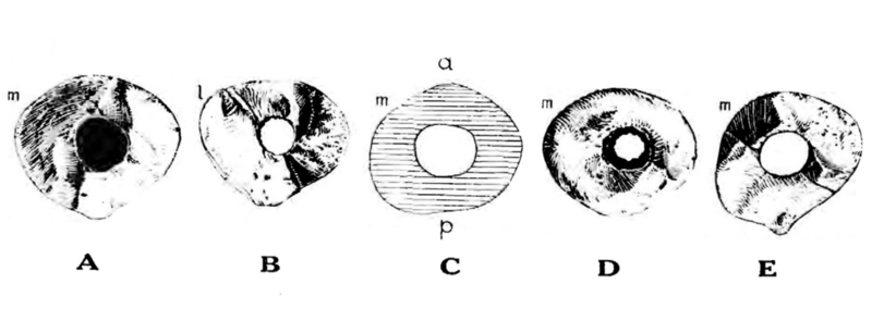 File:Sinanthropus femoral cross-section.png
