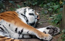 Sleeping tiger in Dierenpark Emmen (4991152664).jpg