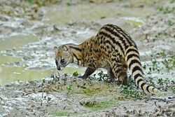 Small Indian Civet, Silchar, Assam, India.jpg