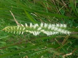 Spiranthes odorata.jpg