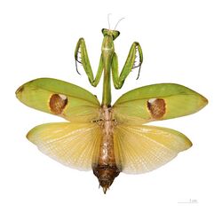 photograph of a large green adult female mantid insect