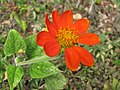 Starr-090803-3642-Tithonia rotundifolia-flower and leaves-Wailuku-Maui (24944757296).jpg