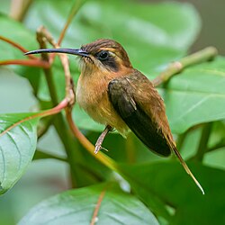 Stripe-throated Hermit adult.jpg