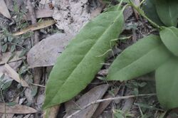 Symplocos stawellii leaf.jpg