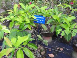 Syzygium travancoricum-1-JNTBGRI-kerala-India.jpg