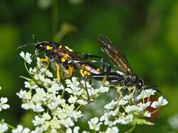 Tenthredinidae - Macrophya montana.JPG