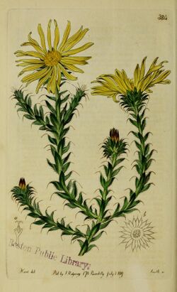 The Botanical register consisting of coloured figures of (1815) (20213969258).jpg