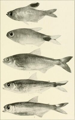 This is a vintage photograph of five fish. The first in line is somewhat football-shaped and has a dark spot on its dorsal fin. The second is shaped similarly to the first, but has a dark spot on its tail fin. The third is more elongate than the first two, and has a dusky tail fin. The fourth is similar in shape to the third, and has a dark stripe on its tail fin that veers upwards from the center. The fifth is similar in shape to the fourth and third, and has a distinct bright spot on the upper lobe of its tail fin.