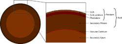 Tree secondary components diagram.png