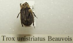 Trox unistriatus sjh.jpg