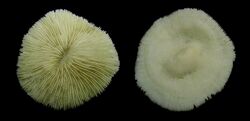 Unknown Coral Front and back Macro.jpg