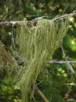 Usnea cavernosa - Flickr - pellaea.jpg