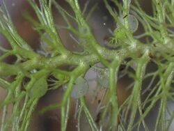 Utricularia dimorphantha.jpg