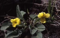 Viola vallicola.jpg