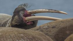 Walrus (Odobenus rosmarus) resting in a crowd on Wahlbergøya, Svalbard (3).jpg