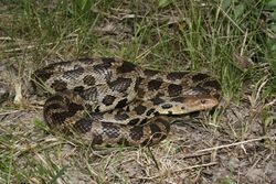 Western Fox Snake 04.jpg