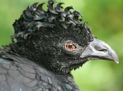 Yellow-knobbed Curassow SMTC.jpg