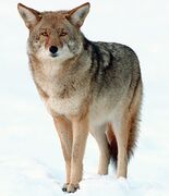 Gray and brown canine in the snow