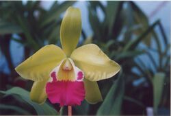 A and B Larsen orchids - Epilaeliocattleya Mae Bly The Nile 755-2.jpg