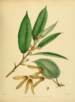 A hand-book to the flora of Ceylon (Plate XII) (6430635535).jpg