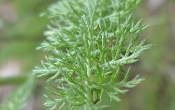 Achillea millefolium 3.jpg