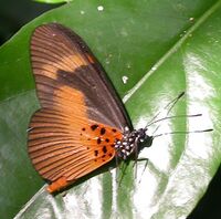 Acraea epaea 2011-11-26 Niaouli uns.jpg