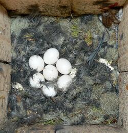 Aegolius funereus-nest.jpg