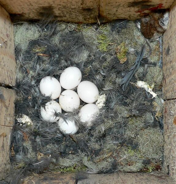File:Aegolius funereus-nest.jpg