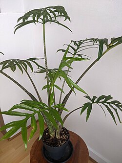 Alocasia brancifolia as an indoor house plant.jpg