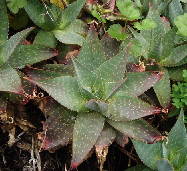 File:Aloe saponaria 2005 05 21.jpg