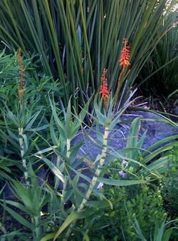 Aloe tenuior var rubriflora - Kirstenbosch Botanical gardens.JPG