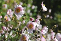 Anemone japonica - GBA Viote 39.jpg