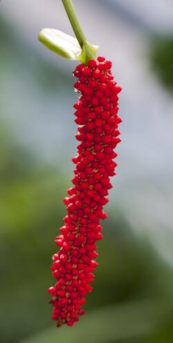 Anthurium bakeri, jardín botánico de Tallinn, Estonia, 2012-08-13, DD 01.JPG