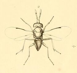 Aphelinus abdominalis - MonographiaChalciditumPlateKdel.jpg