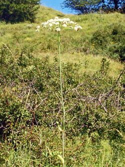 Apiaceae - Laserpitium latifolium-1.JPG