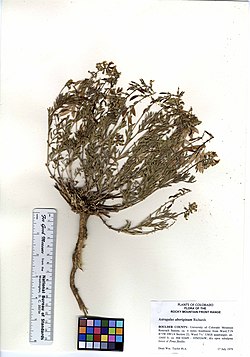 Astragalus aboriginum (5903556710).jpg