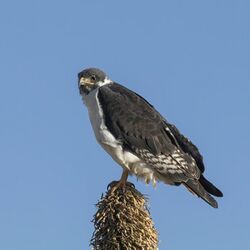 Augur buzzard (Buteo augur).jpg