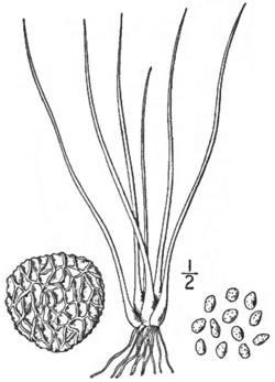 BB-0123 Isoetes riparia.png